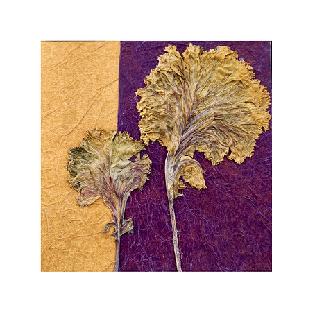 Leaves 2 - 6x6, $75